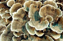 SPS Colonies