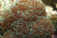 Products tagged with crystal coral