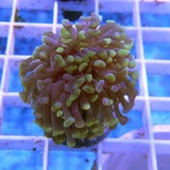LPS Frags