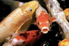 Pond Fish