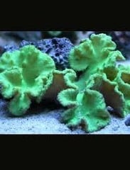 Soft Frags