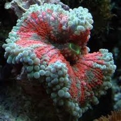 Soft Frags