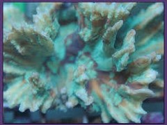 Products tagged with cabbage coral