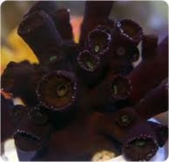 Products tagged with black tube coral
