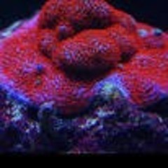 SPS Colonies