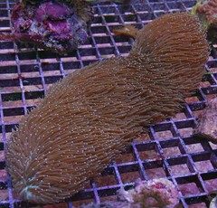 Products tagged with brown tongue coral