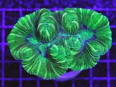 LPS Colonies