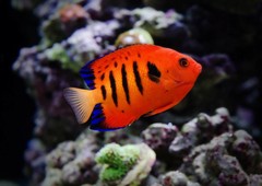 Reef with Caution