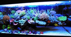Coral & Frags