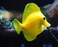 Products tagged with yellow fish