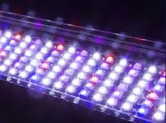 Other LED Fixtures