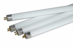 Bulbs