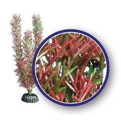 Products tagged with aquarium plants