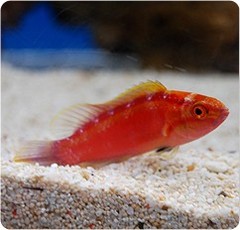 Products tagged with Rose Band Wrasse