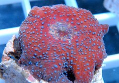 Products tagged with saltwater mushrooms