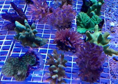 Products tagged with saltwater coral