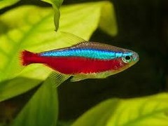 Products tagged with colourful tetra fish