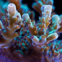 SPS Colonies
