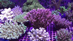SPS Frags