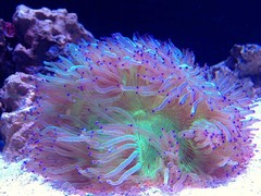 LPS Colonies