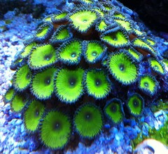 Zoanthus and Palythoa Frags