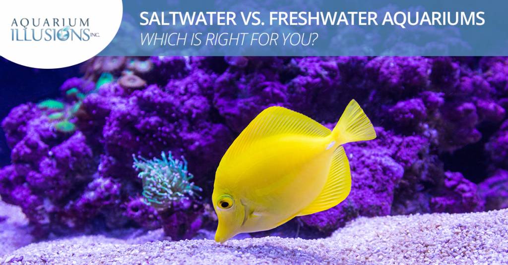 Saltwater vs. Freshwater Aquariums — Which Is Right For You?