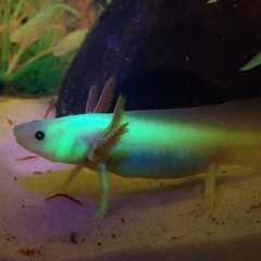 Products tagged with axolotl