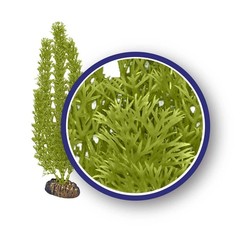 Products tagged with aquarium decorations