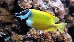 Products tagged with foxface fish