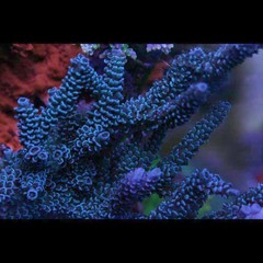 Products tagged with branching acropora