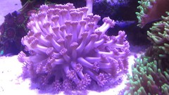 Products tagged with daisy coral