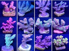 Products tagged with acropora coral
