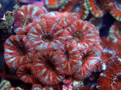 Products tagged with Austrialian Corals