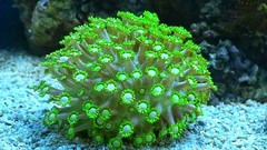 Products tagged with goniopora coral
