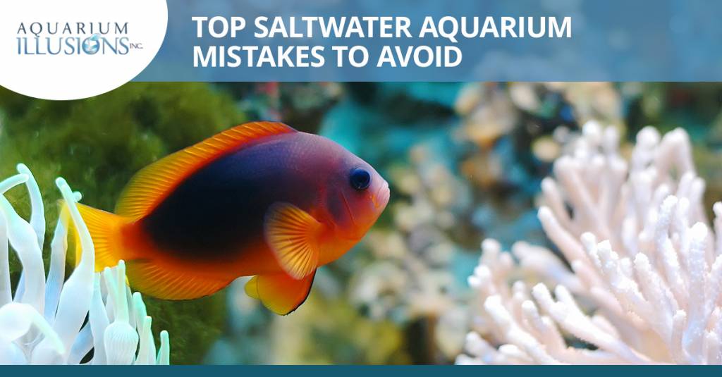 Top Saltwater Aquarium Mistakes To Avoid