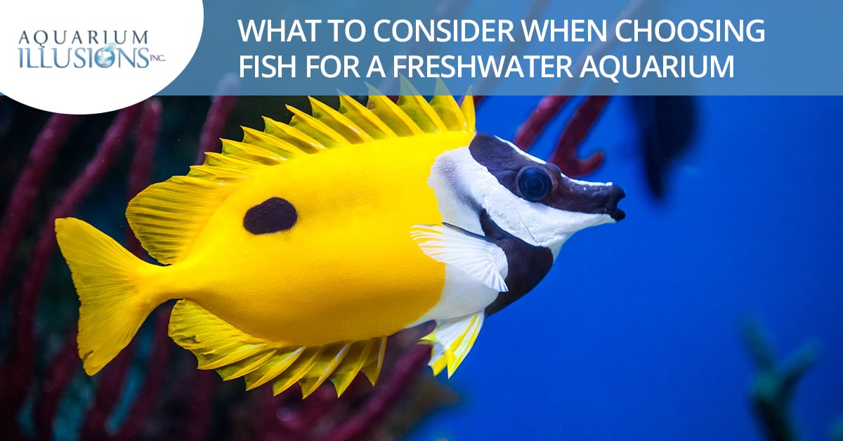 Aquarium Supplies: What To Consider When Choosing Fish For A Freshwater  Aquarium | Aquarium Illusions Inc 17211 - 107 ave NW