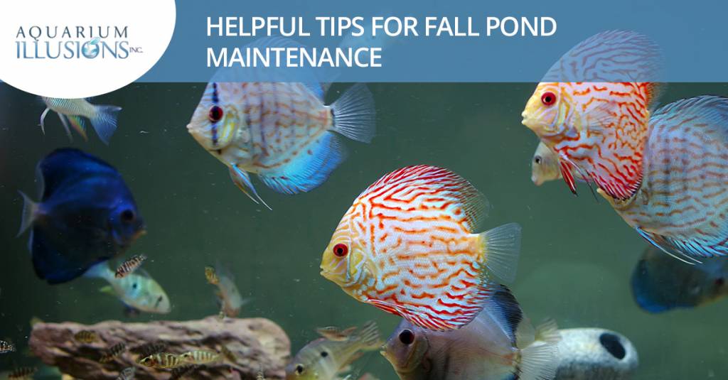 Helpful Tips For Fall Pond Maintenance