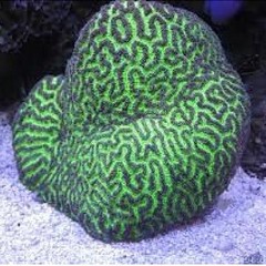 Products tagged with fiji brain coral
