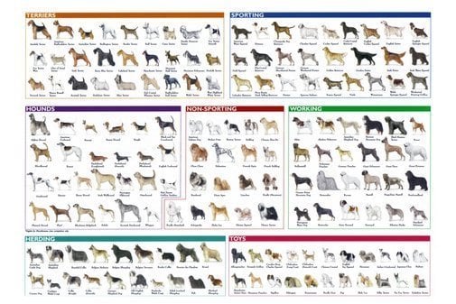 Akc breed poster 38 x 25 captivating canines