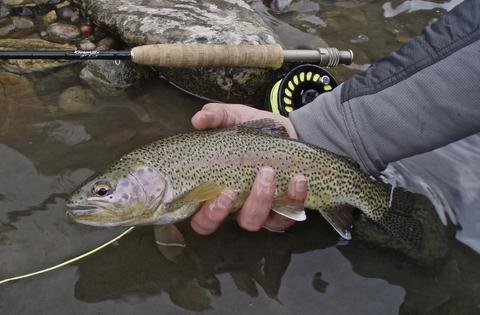Catch and release: Do it right