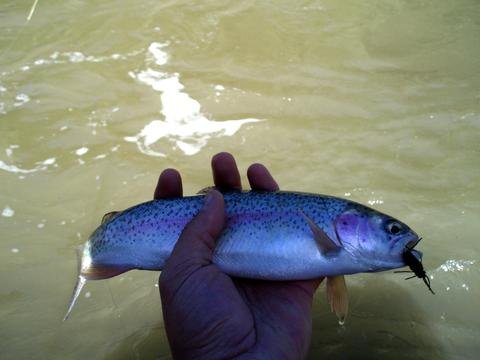 Winter fishing and off-color water. Jump at the opportunity!