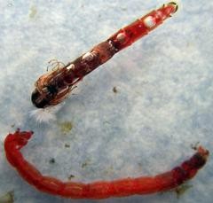 Thursday Night Fly Tying...Charlie Craven's Jumbo JuJu Chironomid