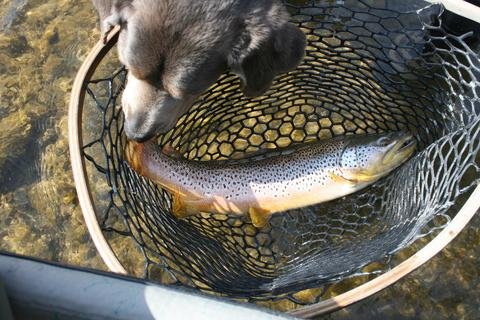 Winter Fly Fishing in Montana Part Two