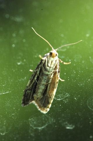 Spruce Moths are here...or just around the corner