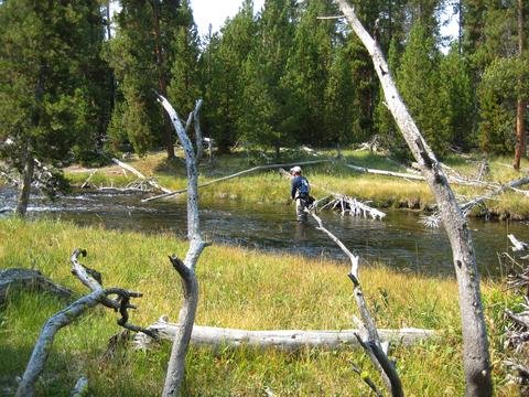 Fly fish Yellowstone National Park