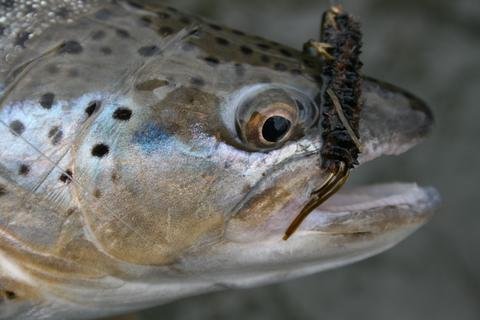 'Tis the season for rubblegs and stonefly nymphs