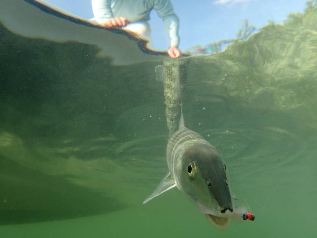 Saltwater Fly Fishing Trip with Gallatin River Guides