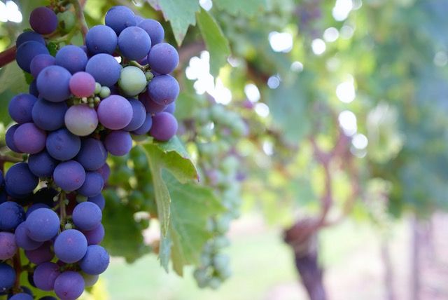 Wine Education: Discover the Marlborough Wine Region