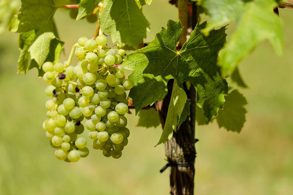 Wine Education and Organic Wine