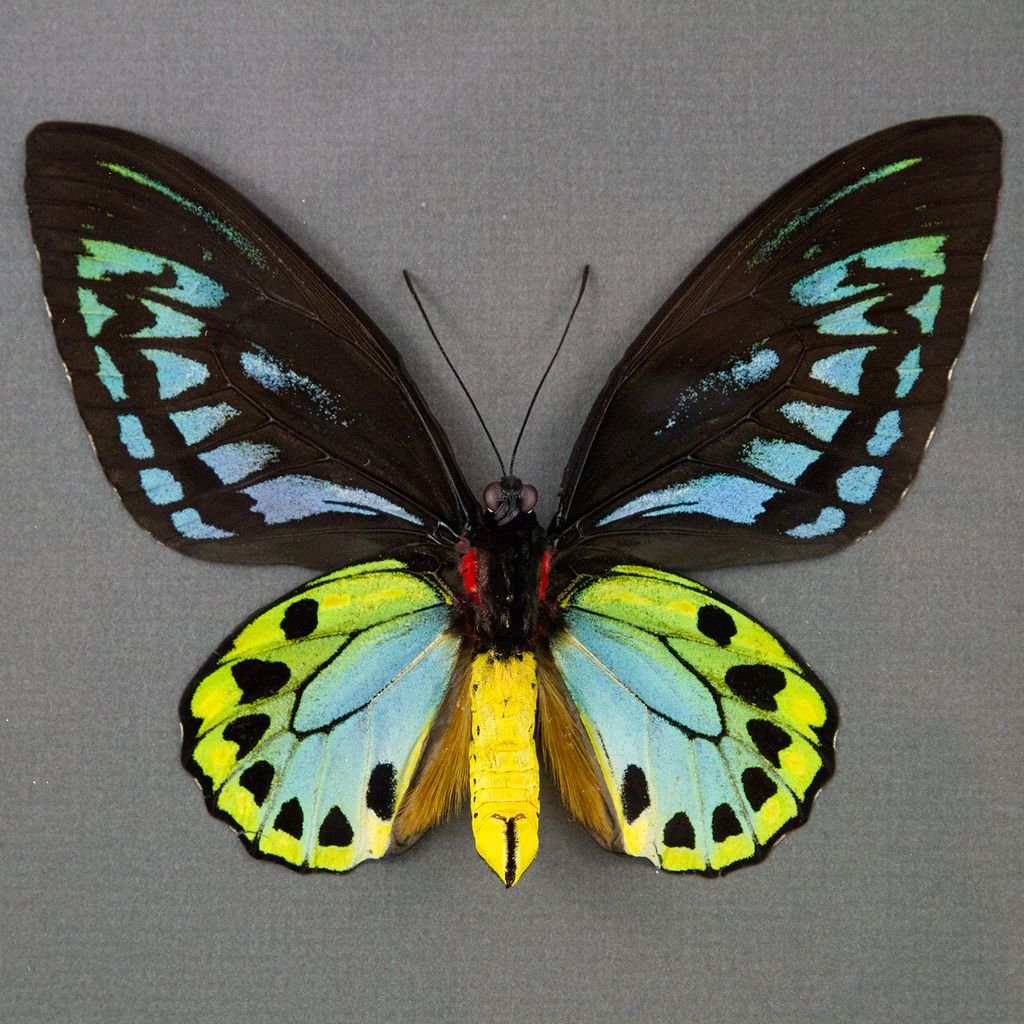 Ornithoptera priamus urvillianus f. flavomaculata M A1 PNG - Butterfly ...